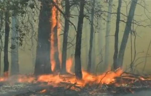 Wildfires