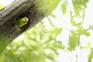 Boom In Numbers Of British Parakeets