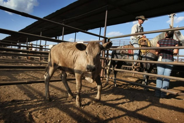 Farmers, Ranchers Struggle As Texas Endures Historic Drought