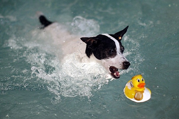 Swimming Dog