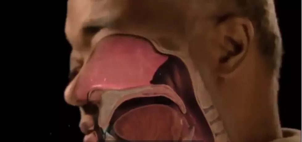 Watch a Really Cool Video That Shows How We Get Sick When the Flu Attacks