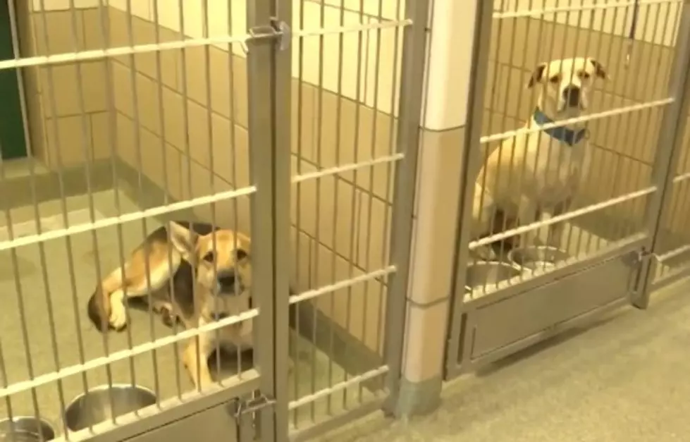 Lubbock Animal Shelter Limiting Stray Intake; Promoting Adoptions