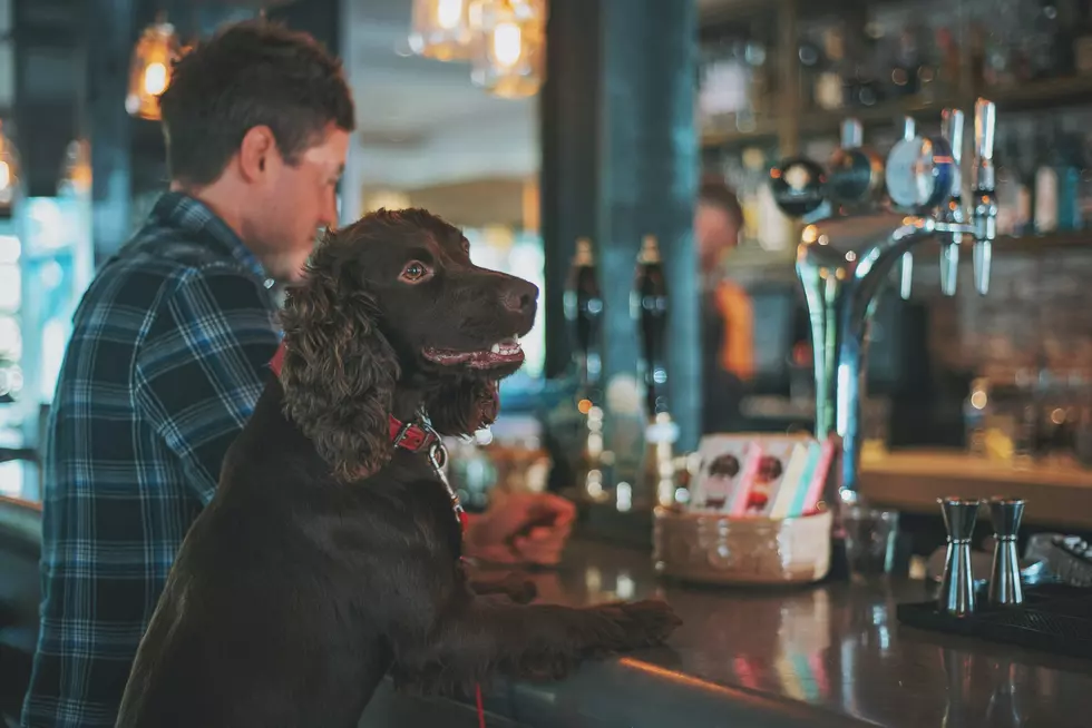 Enjoy Beers, Food Trucks, and Dog Races For a Good Cause Lubbock