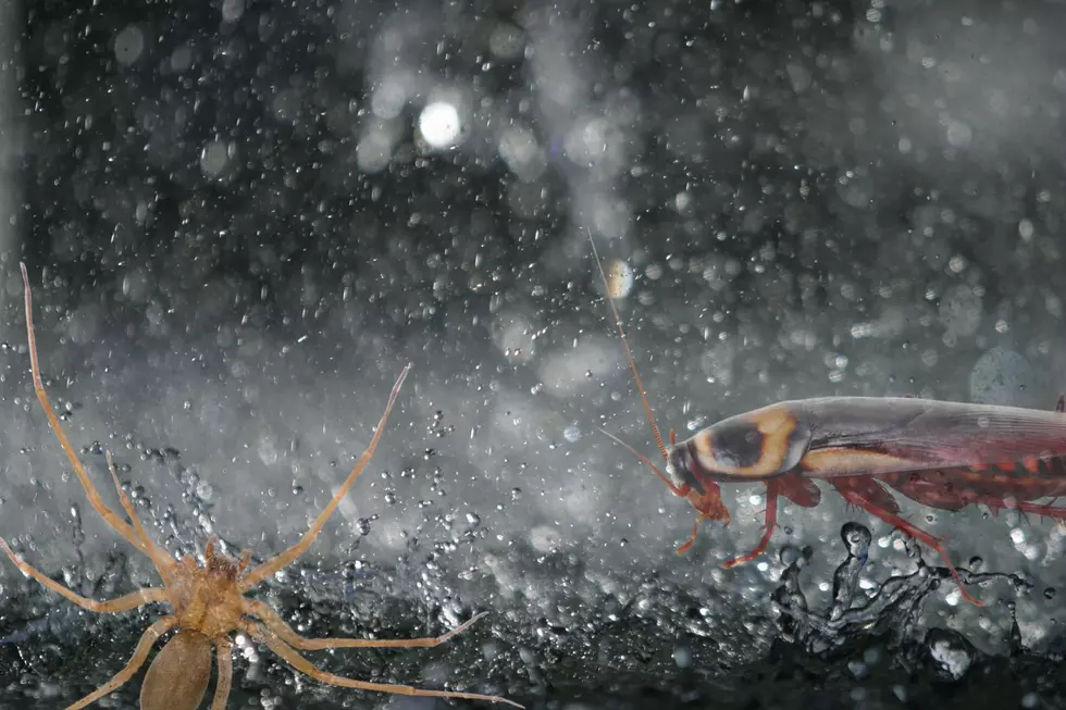 Why Texas Homes Fill With Bugs After It Rains