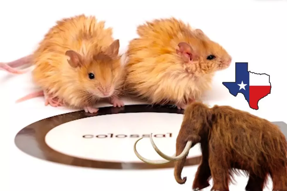 Scientists in Texas Have Created the ‘Woolly Mouse’ With Hopes To Bring Back The Mammoth