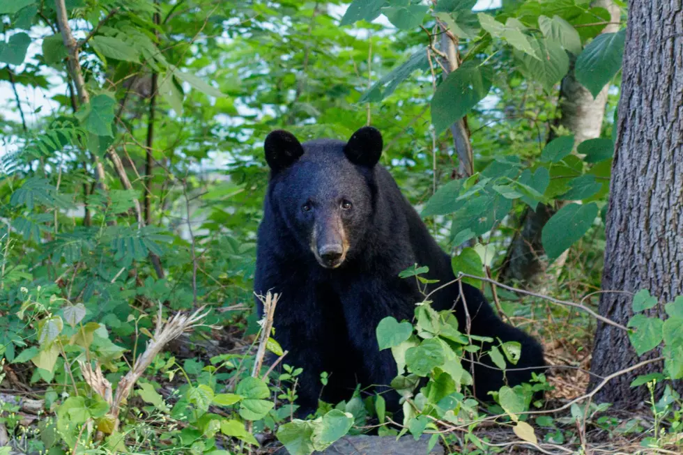 Black Bear Spotted in Texas Neighborhood, How to Avoid an Encounter