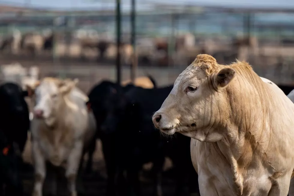 After 70 Years of Operating, Lubbock Feeders Is Shutting Down